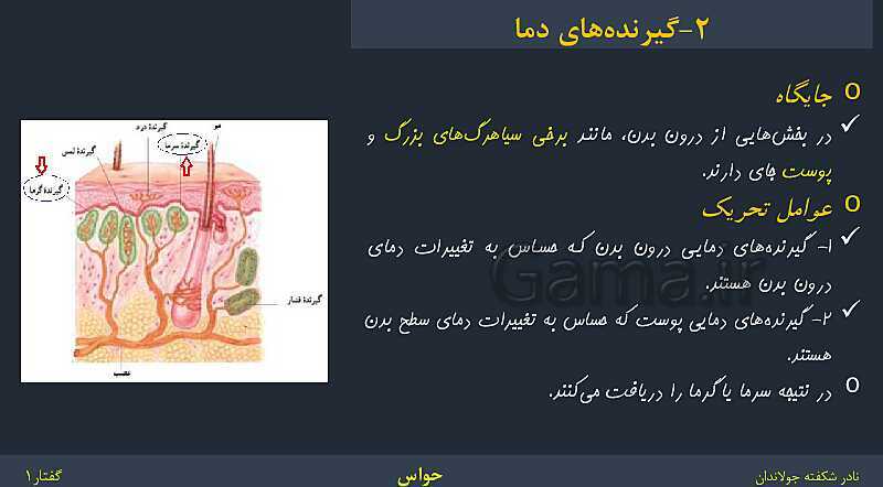 پاورپوینت زیست شناسی (2) یازدهم | فصل 2 | گفتار 1: گیرنده‌های حسی- پیش نمایش