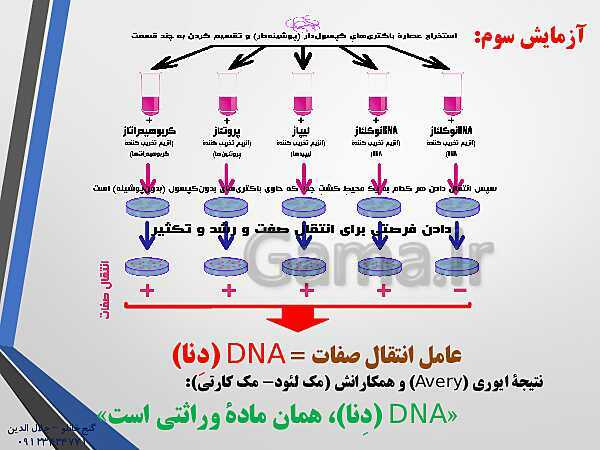 پاورپوینت زیست شناسی دوازدهم تجربی | فصل 1: مولکول‌های اطلاعاتی (گفتار 1: نوکلئیک اسیدها)- پیش نمایش