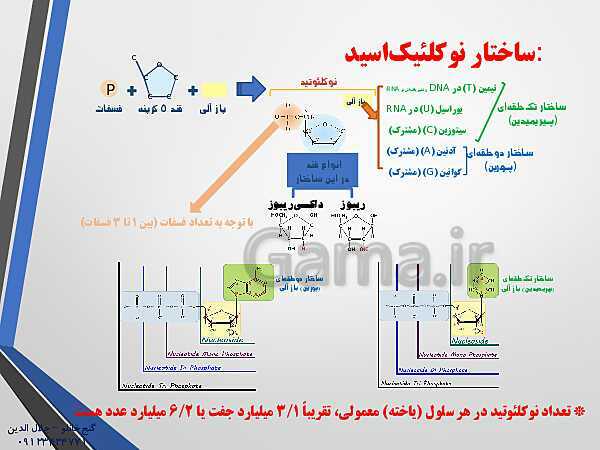 پاورپوینت زیست شناسی دوازدهم تجربی | فصل 1: مولکول‌های اطلاعاتی (گفتار 1: نوکلئیک اسیدها)- پیش نمایش