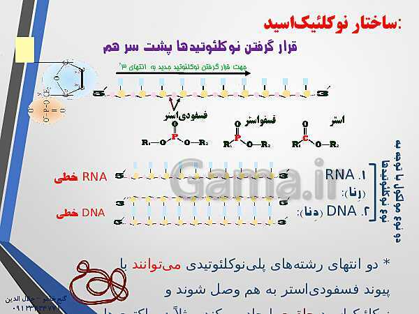 پاورپوینت زیست شناسی دوازدهم تجربی | فصل 1: مولکول‌های اطلاعاتی (گفتار 1: نوکلئیک اسیدها)- پیش نمایش