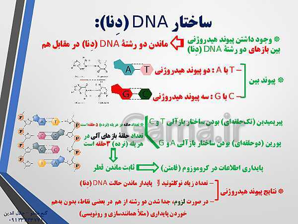 پاورپوینت زیست شناسی دوازدهم تجربی | فصل 1: مولکول‌های اطلاعاتی (گفتار 1: نوکلئیک اسیدها)- پیش نمایش