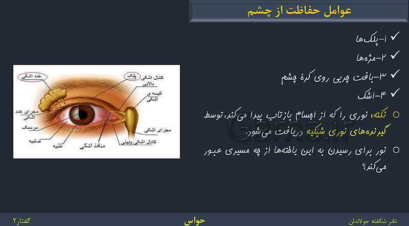 پاورپوینت زیست شناسی (2) یازدهم | فصل 2 | گفتار 2: حواس ویژه- پیش نمایش