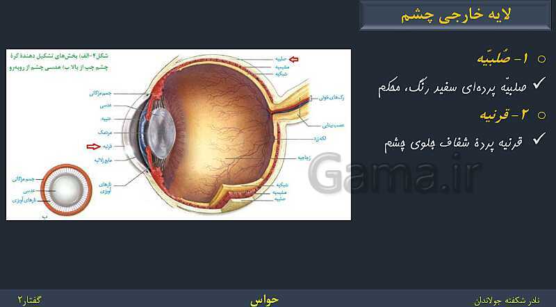 پاورپوینت زیست شناسی (2) یازدهم | فصل 2 | گفتار 2: حواس ویژه- پیش نمایش