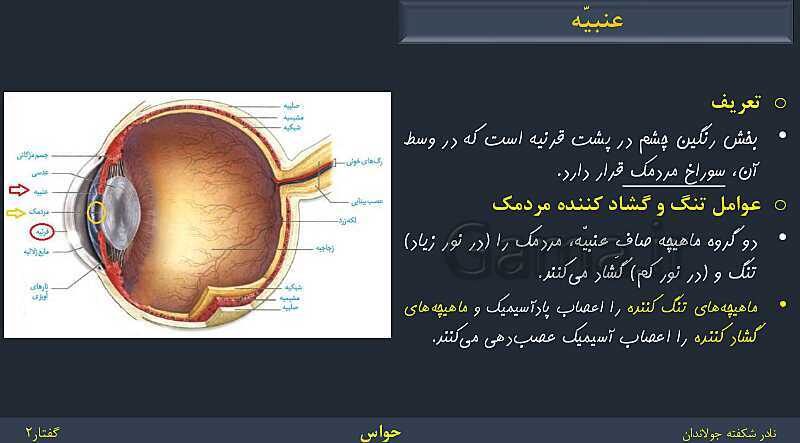 پاورپوینت زیست شناسی (2) یازدهم | فصل 2 | گفتار 2: حواس ویژه- پیش نمایش