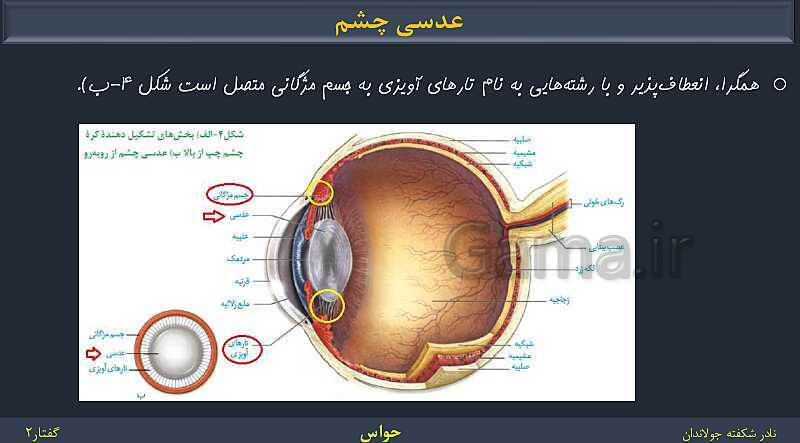 پاورپوینت زیست شناسی (2) یازدهم | فصل 2 | گفتار 2: حواس ویژه- پیش نمایش