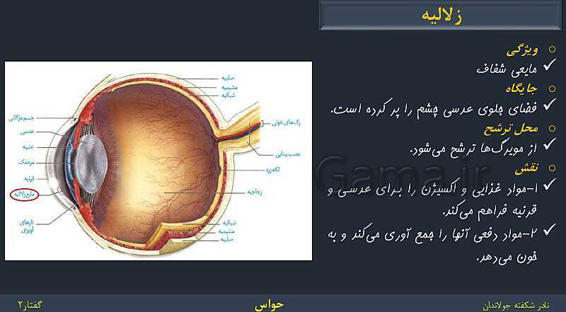 پاورپوینت زیست شناسی (2) یازدهم | فصل 2 | گفتار 2: حواس ویژه- پیش نمایش