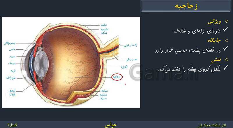 پاورپوینت زیست شناسی (2) یازدهم | فصل 2 | گفتار 2: حواس ویژه- پیش نمایش