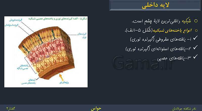 پاورپوینت زیست شناسی (2) یازدهم | فصل 2 | گفتار 2: حواس ویژه- پیش نمایش