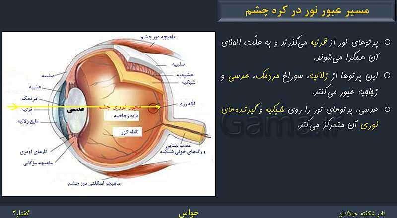 پاورپوینت زیست شناسی (2) یازدهم | فصل 2 | گفتار 2: حواس ویژه- پیش نمایش