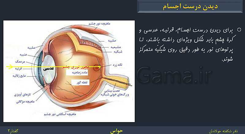 پاورپوینت زیست شناسی (2) یازدهم | فصل 2 | گفتار 2: حواس ویژه- پیش نمایش