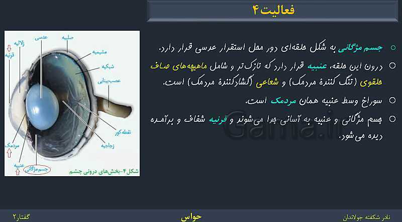 پاورپوینت زیست شناسی (2) یازدهم | فصل 2 | گفتار 2: حواس ویژه- پیش نمایش