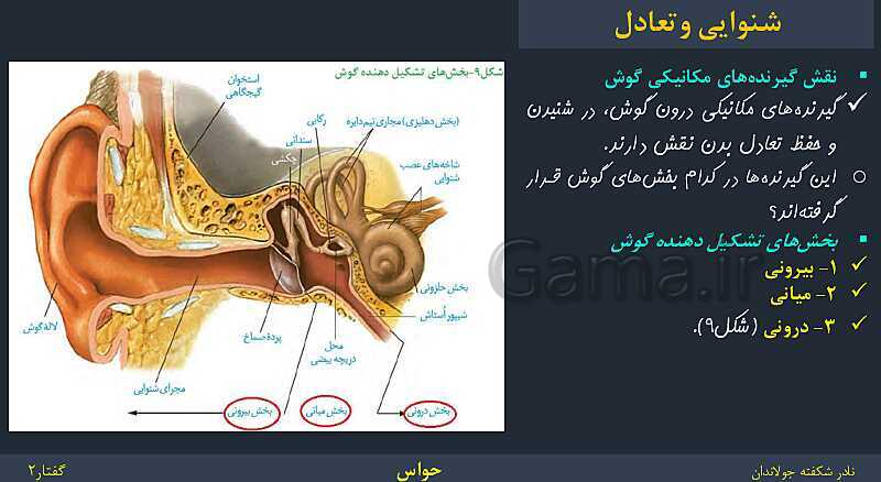 پاورپوینت زیست شناسی (2) یازدهم | فصل 2 | گفتار 2: حواس ویژه- پیش نمایش