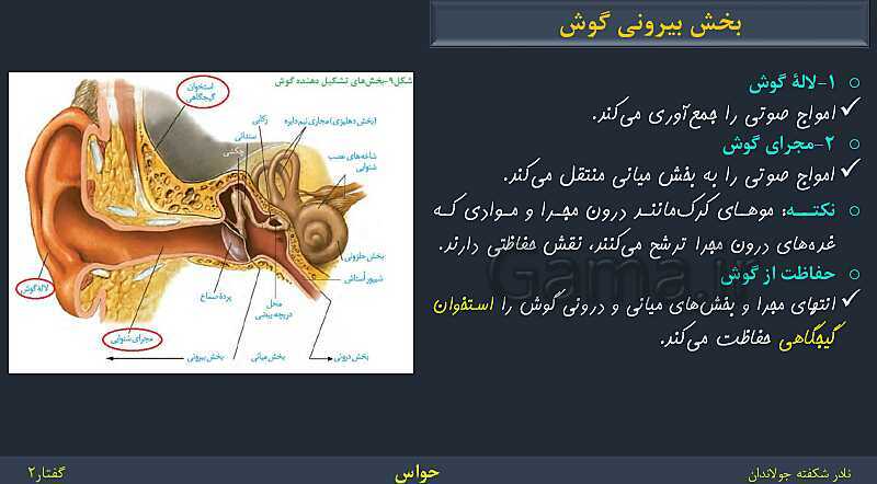 پاورپوینت زیست شناسی (2) یازدهم | فصل 2 | گفتار 2: حواس ویژه- پیش نمایش