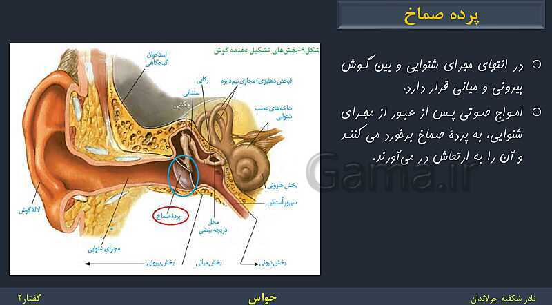 پاورپوینت زیست شناسی (2) یازدهم | فصل 2 | گفتار 2: حواس ویژه- پیش نمایش