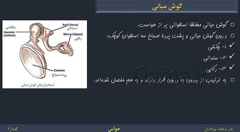 پاورپوینت زیست شناسی (2) یازدهم | فصل 2 | گفتار 2: حواس ویژه- پیش نمایش