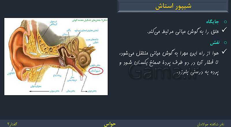 پاورپوینت زیست شناسی (2) یازدهم | فصل 2 | گفتار 2: حواس ویژه- پیش نمایش