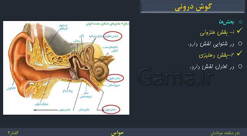 پاورپوینت زیست شناسی (2) یازدهم | فصل 2 | گفتار 2: حواس ویژه- پیش نمایش