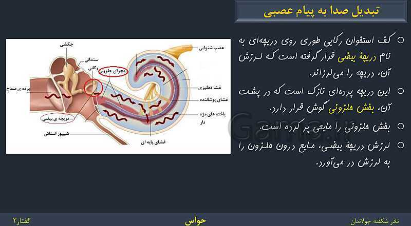 پاورپوینت زیست شناسی (2) یازدهم | فصل 2 | گفتار 2: حواس ویژه- پیش نمایش