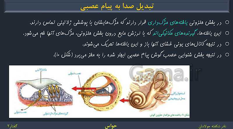 پاورپوینت زیست شناسی (2) یازدهم | فصل 2 | گفتار 2: حواس ویژه- پیش نمایش