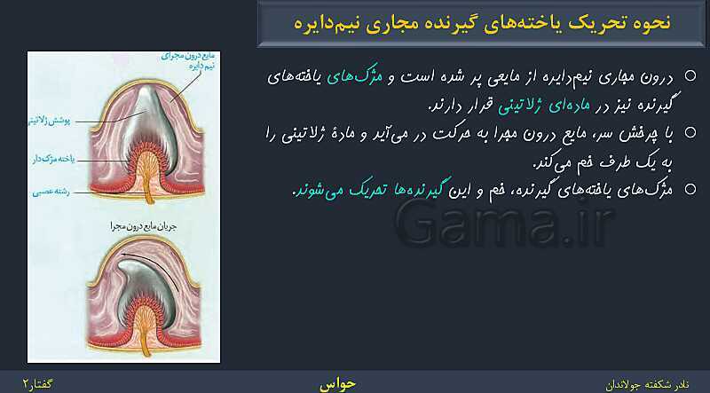 پاورپوینت زیست شناسی (2) یازدهم | فصل 2 | گفتار 2: حواس ویژه- پیش نمایش