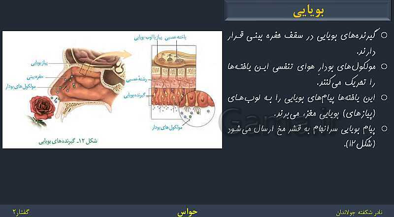 پاورپوینت زیست شناسی (2) یازدهم | فصل 2 | گفتار 2: حواس ویژه- پیش نمایش