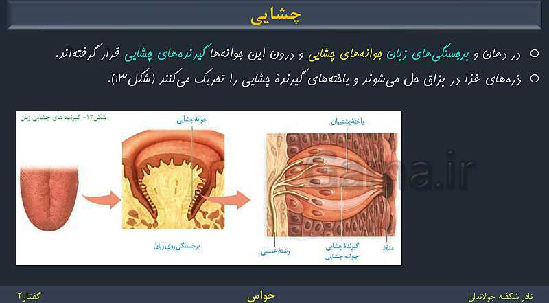 پاورپوینت زیست شناسی (2) یازدهم | فصل 2 | گفتار 2: حواس ویژه- پیش نمایش