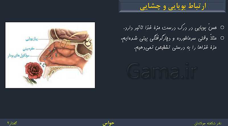 پاورپوینت زیست شناسی (2) یازدهم | فصل 2 | گفتار 2: حواس ویژه- پیش نمایش