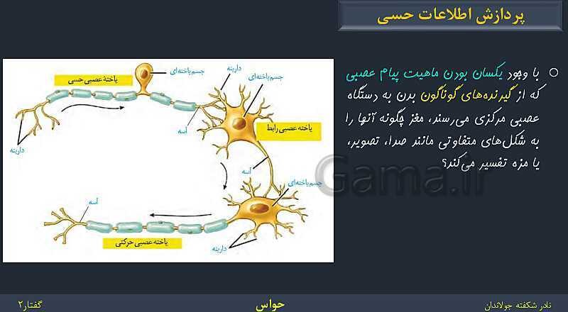 پاورپوینت زیست شناسی (2) یازدهم | فصل 2 | گفتار 2: حواس ویژه- پیش نمایش