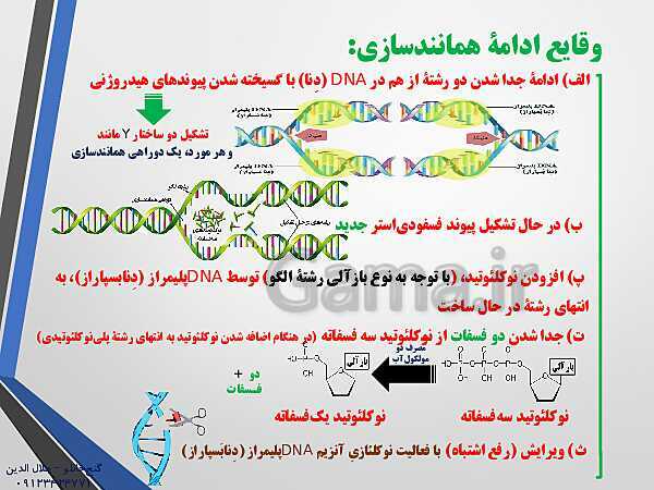 پاورپوینت زیست شناسی دوازدهم تجربی | فصل 1: مولکول های اطلاعاتی (گفتار 2: همانند سازی دِنا DNA)- پیش نمایش