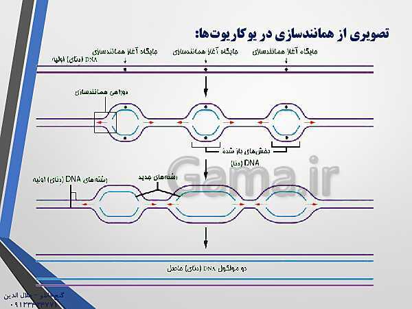 پاورپوینت زیست شناسی دوازدهم تجربی | فصل 1: مولکول های اطلاعاتی (گفتار 2: همانند سازی دِنا DNA)- پیش نمایش