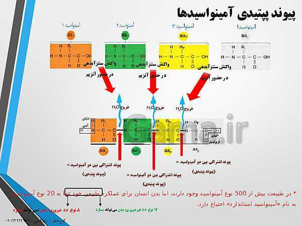 پاورپوینت زیست شناسی دوازدهم تجربی | فصل 1: مولکول های اطلاعاتی (گفتار 3: پروتئین‌ها)- پیش نمایش