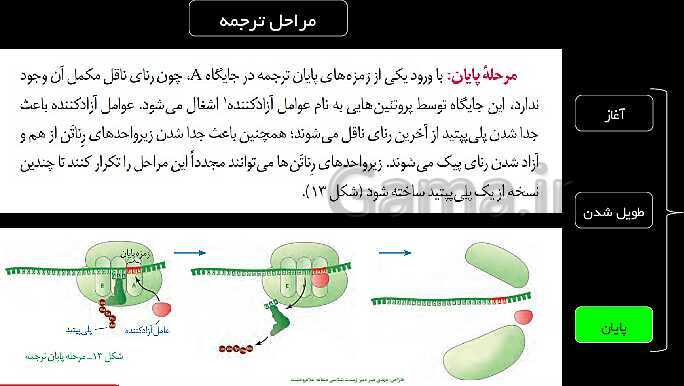 پاورپوینت آموزش فصل 2 کتاب درسی زیست شناسی (3) دوازدهم | گفتار 2: به سوی پروتئین- پیش نمایش