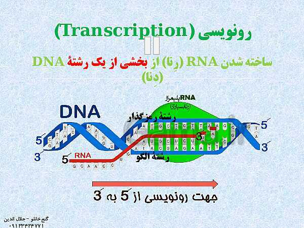 پاورپوینت زیست شناسی دوازدهم تجربی | فصل 2: جریان اطلاعات در یاخته (گفتار 1: رونویسی)- پیش نمایش