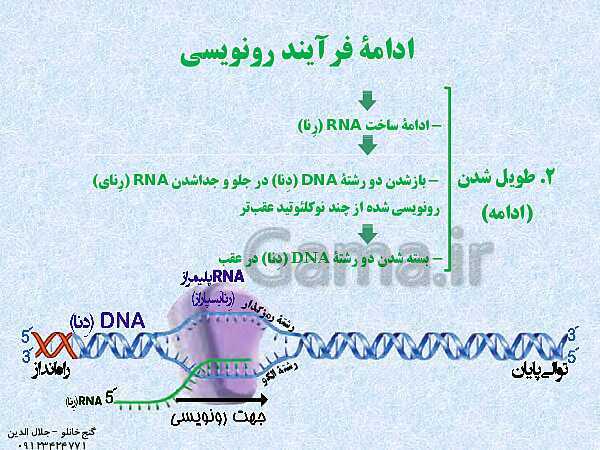 پاورپوینت زیست شناسی دوازدهم تجربی | فصل 2: جریان اطلاعات در یاخته (گفتار 1: رونویسی)- پیش نمایش