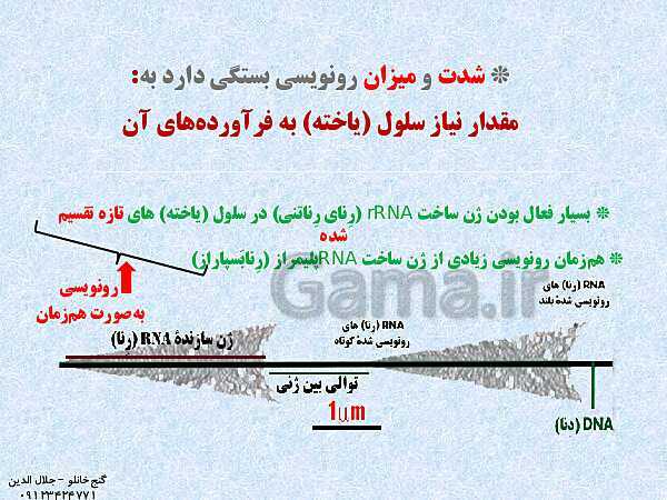 پاورپوینت زیست شناسی دوازدهم تجربی | فصل 2: جریان اطلاعات در یاخته (گفتار 1: رونویسی)- پیش نمایش