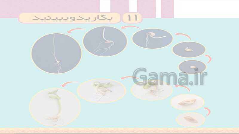 پاورپوینت آموزش خلاصه علوم تجربی سوم دبستان | درس 11: بکارید و ببینید- پیش نمایش