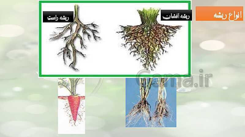 پاورپوینت آموزش خلاصه علوم تجربی سوم دبستان | درس 11: بکارید و ببینید- پیش نمایش