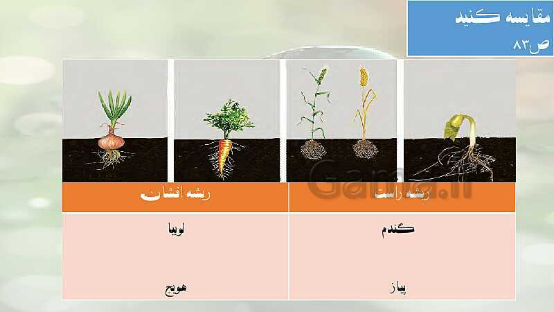 پاورپوینت آموزش خلاصه علوم تجربی سوم دبستان | درس 11: بکارید و ببینید- پیش نمایش