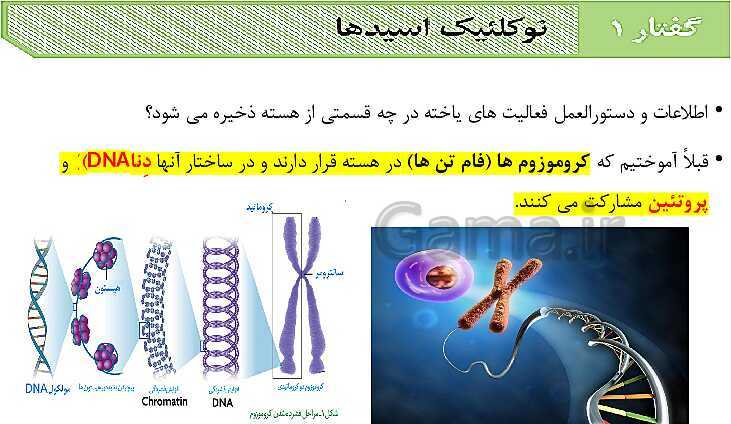 پاورپوینت فصل اول زیست شناسی (3) دوازدهم | گفتار 1: نوکلئیک اسیدها- پیش نمایش