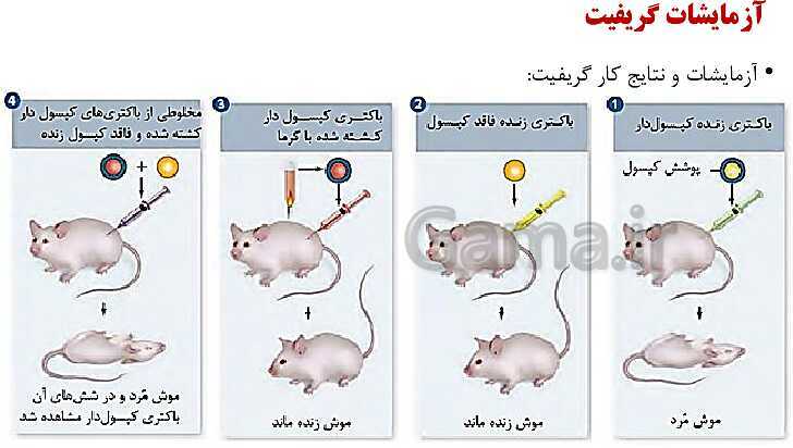 پاورپوینت فصل اول زیست شناسی (3) دوازدهم | گفتار 1: نوکلئیک اسیدها- پیش نمایش