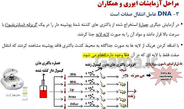 پاورپوینت فصل اول زیست شناسی (3) دوازدهم | گفتار 1: نوکلئیک اسیدها- پیش نمایش