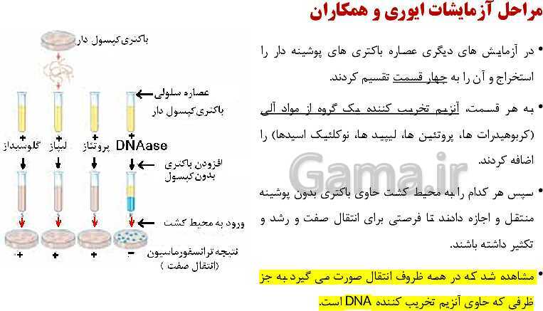 پاورپوینت فصل اول زیست شناسی (3) دوازدهم | گفتار 1: نوکلئیک اسیدها- پیش نمایش