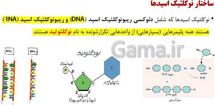 پاورپوینت فصل اول زیست شناسی (3) دوازدهم | گفتار 1: نوکلئیک اسیدها- پیش نمایش