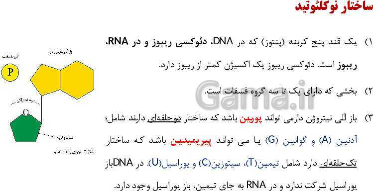 پاورپوینت فصل اول زیست شناسی (3) دوازدهم | گفتار 1: نوکلئیک اسیدها- پیش نمایش