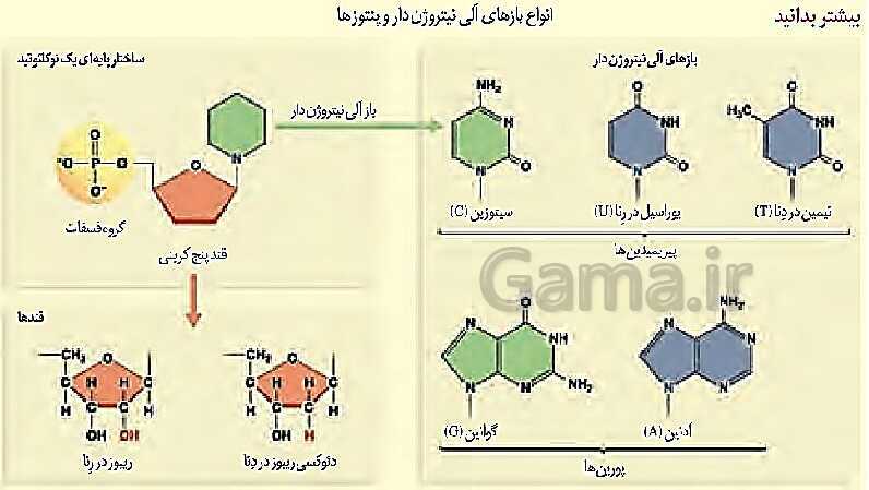 پاورپوینت فصل اول زیست شناسی (3) دوازدهم | گفتار 1: نوکلئیک اسیدها- پیش نمایش