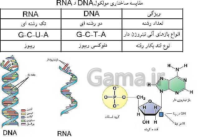 پاورپوینت فصل اول زیست شناسی (3) دوازدهم | گفتار 1: نوکلئیک اسیدها- پیش نمایش