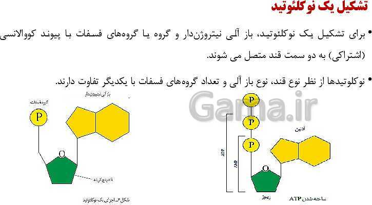 پاورپوینت فصل اول زیست شناسی (3) دوازدهم | گفتار 1: نوکلئیک اسیدها- پیش نمایش