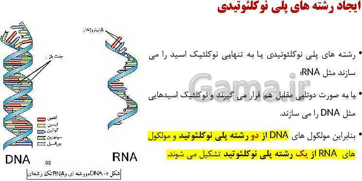 پاورپوینت فصل اول زیست شناسی (3) دوازدهم | گفتار 1: نوکلئیک اسیدها- پیش نمایش