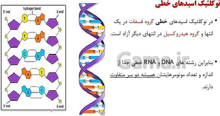 پاورپوینت فصل اول زیست شناسی (3) دوازدهم | گفتار 1: نوکلئیک اسیدها- پیش نمایش