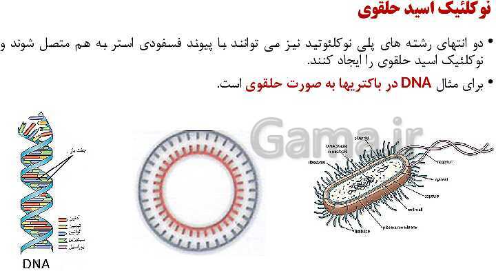 پاورپوینت فصل اول زیست شناسی (3) دوازدهم | گفتار 1: نوکلئیک اسیدها- پیش نمایش